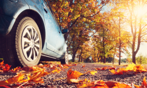 fall leaves drive trees car